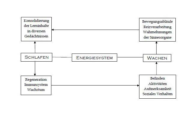 Diagramm Energiesystem Dauer Mittagschlaf oder Powernap