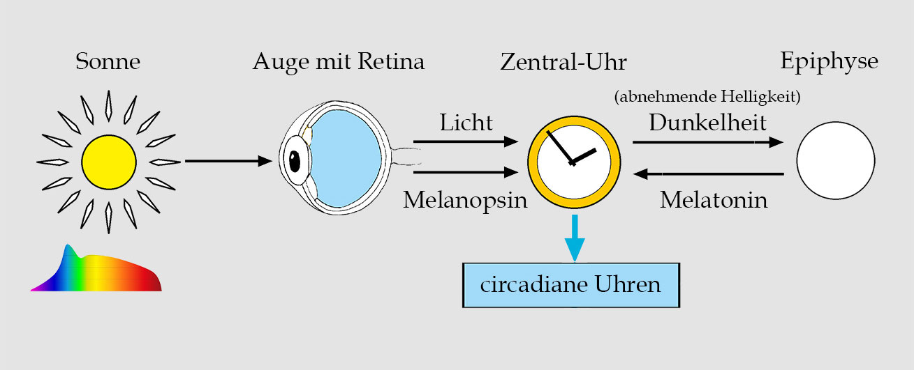 Hell oder Dunkel beim Mittagsschlaf - Lichteinfluss Diagramm