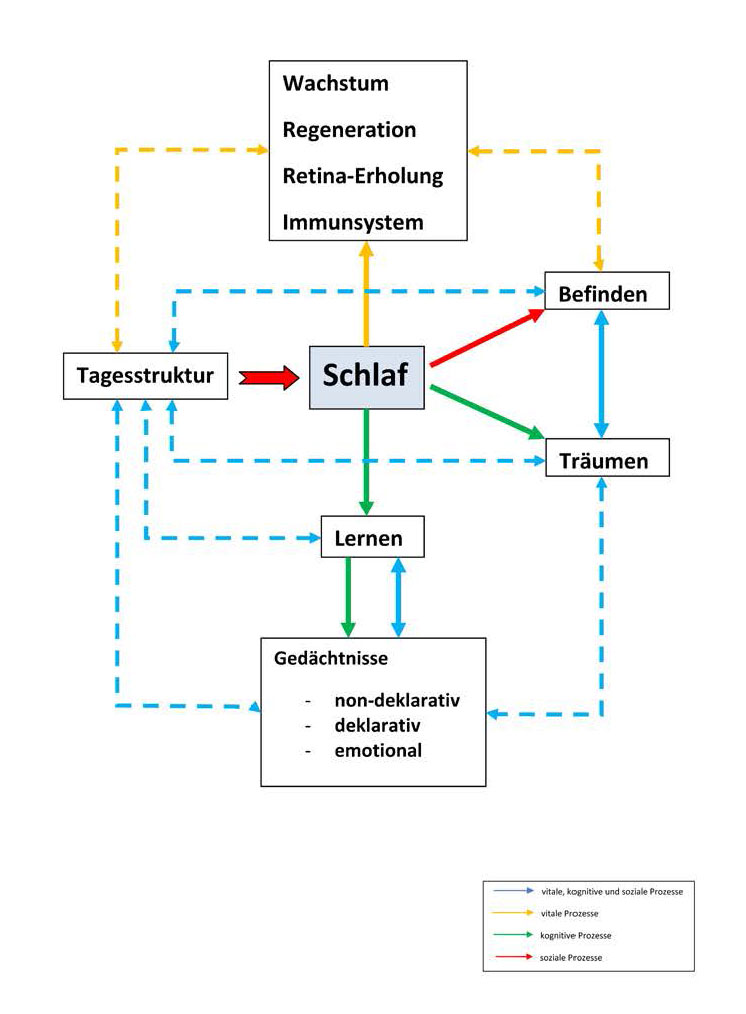 Tagschlaf, Mittagschlaf, Nickerchen und Powernap Diagramm