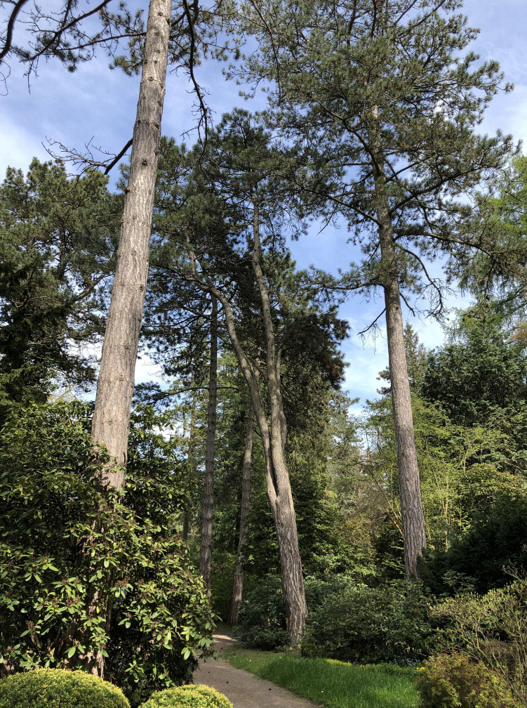 Eine von vielen Baumgruppen auf dem Leipziger Südfriedhof