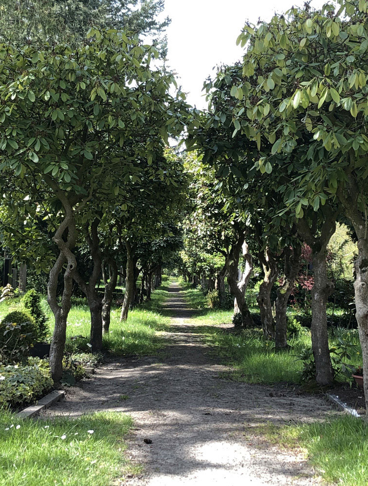 Rhododendron Allee auf dem Leipziger Südfriedhof